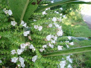 Mexican pillar plant flowers