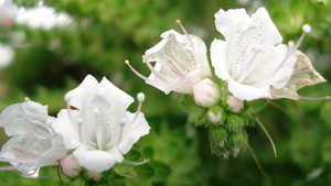 Close-up of Mexican pillar plant flowers